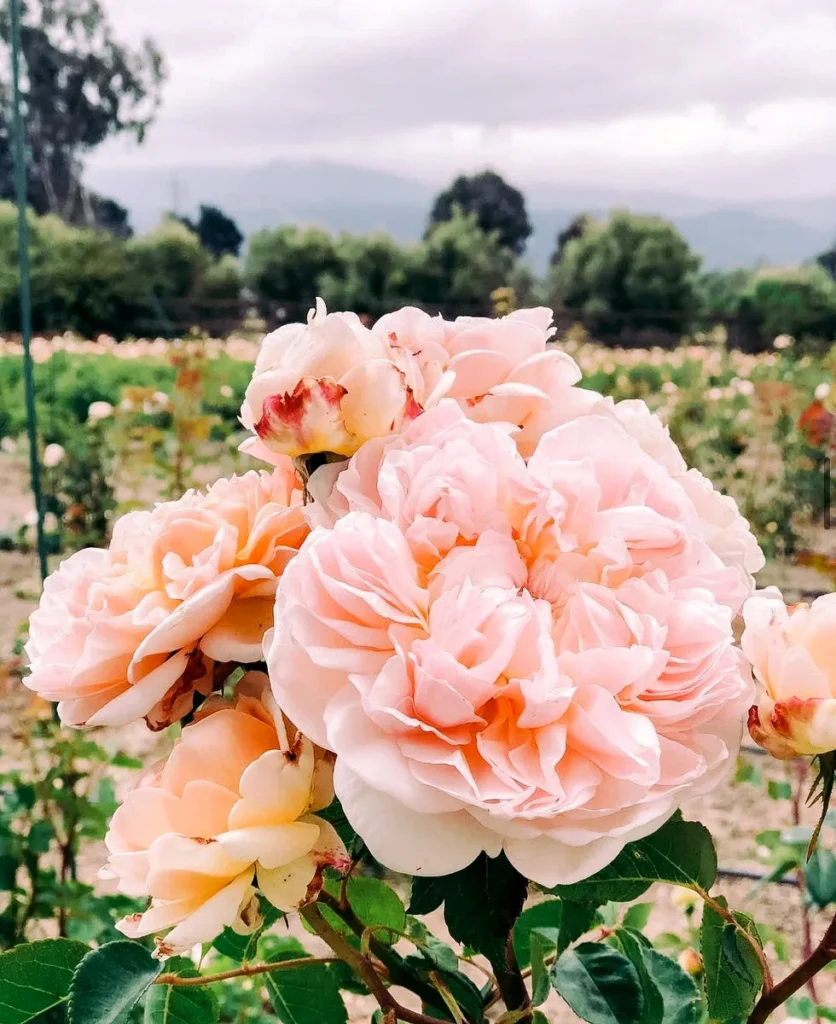 A solitary, deeply hued Evelyn rose, its petals unfurling in rich, velvety layers, symbolizing profound and intricate love.