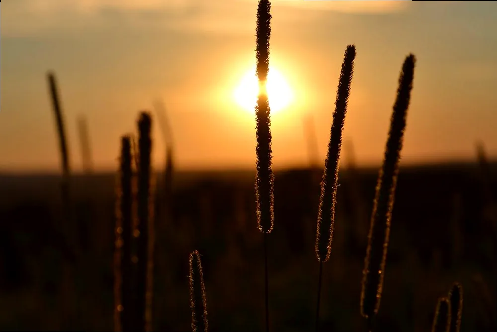 A serene golden hour beach scene with warm sunlight reflecting on gentle waves and sandy shores.