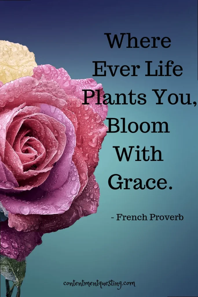 A poetic quote about blooming gracefully wherever life takes you, symbolizing adaptability and growth.