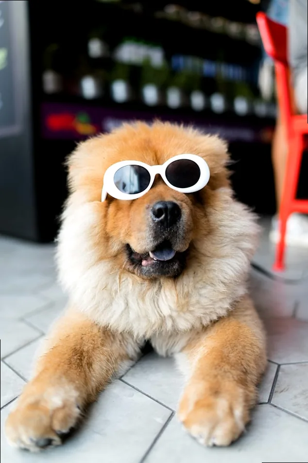 a dog with sunglasses looking cool, representing a memorable first impression.
