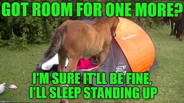 Funny camping meme featuring a horse with its head inside a tent, asking 'Got room for one more?'