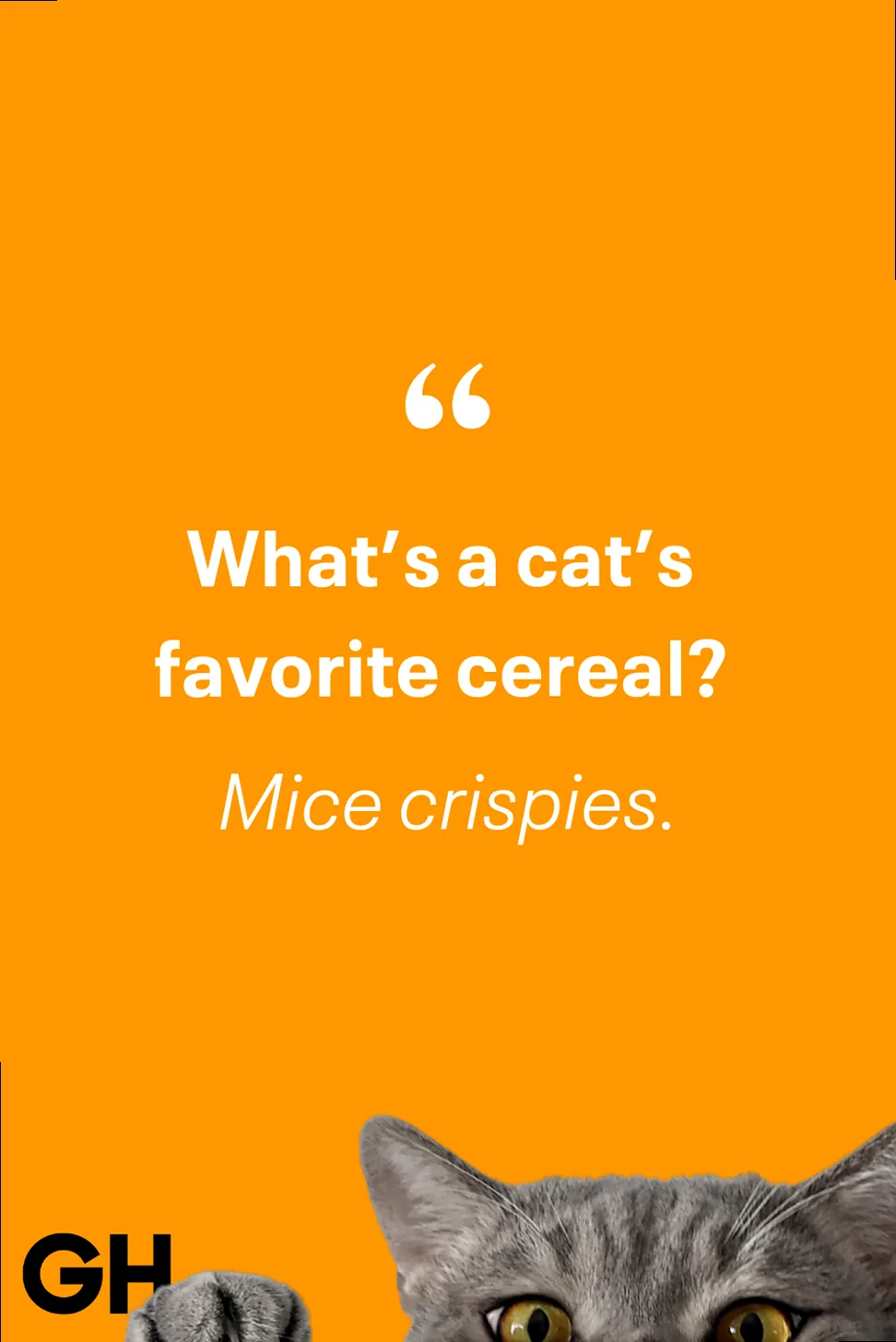 A cat looking directly at the camera with an intense, curious gaze, its whiskers prominent.