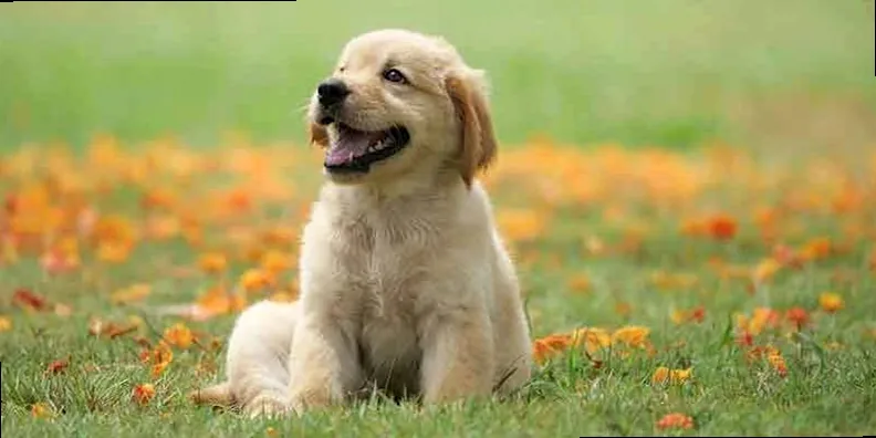 A happy dog with an uplifting expression, embodying a positive spirit and joy.