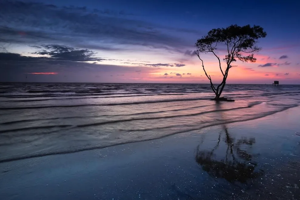 A lone tree stands on a peaceful beach at sunset, evoking quiet contemplation.