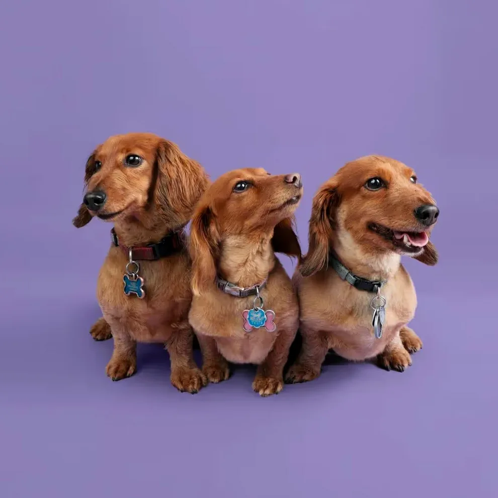 Three fluffy dogs on a vibrant purple backdrop, representing optimized and visually appealing content that stands out.