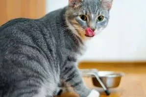 A bowl of high-quality, nutritious food for a cat, emphasizing a healthy diet.