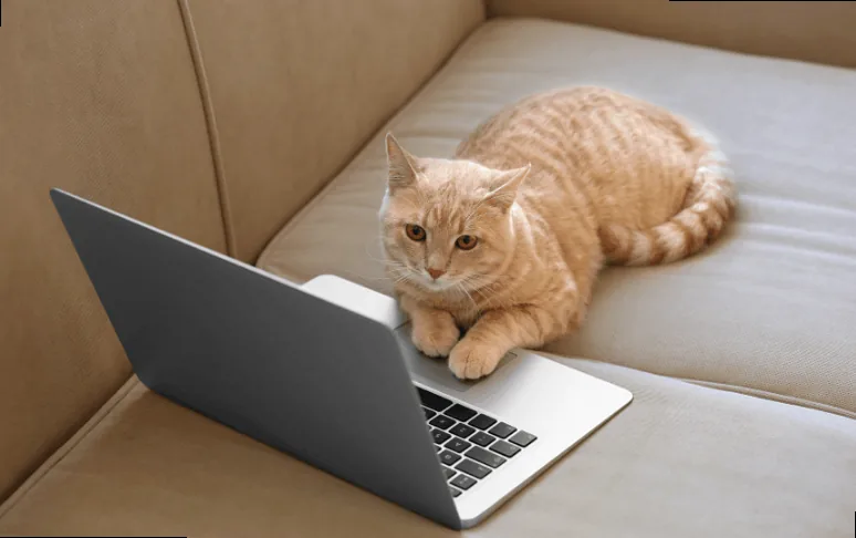 An adorable adopted cat gently resting on a laptop, symbolizing the joy and comfort of new beginnings in its forever home.