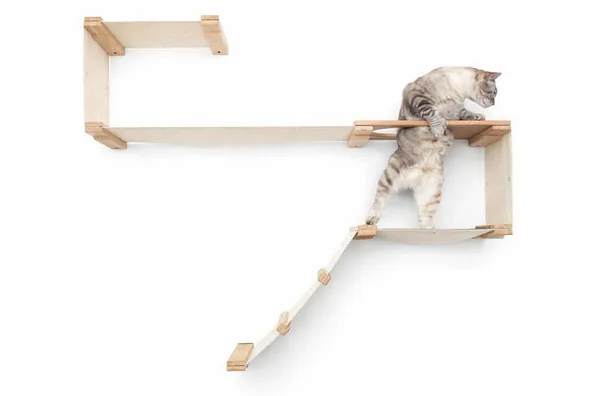 Cat climbing a wooden shelf on a white background