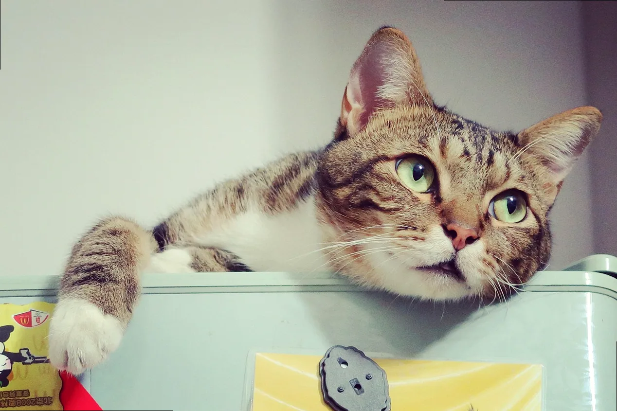 A cat with a comically expressive, slightly mischievous face, perfect for humorous posts.