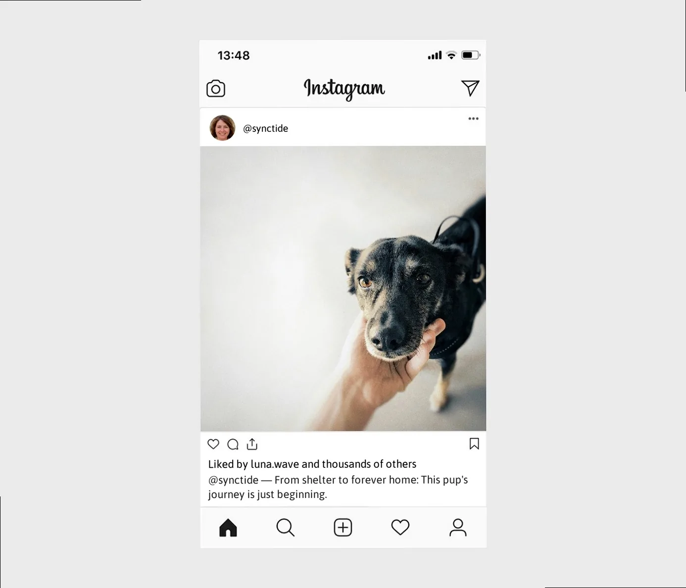 rescue-dog-captions-for-instagram