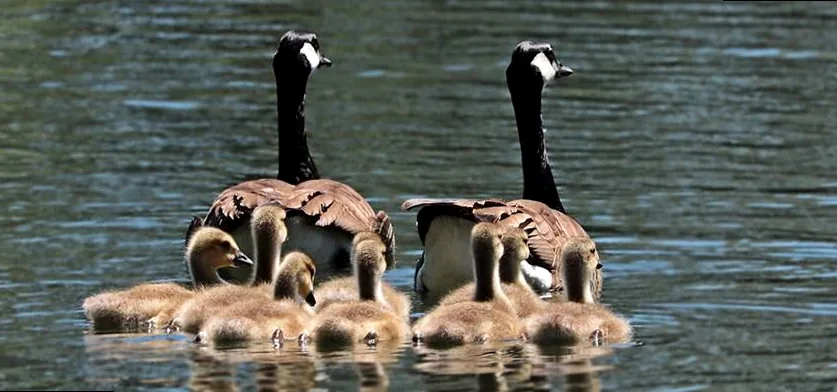 A family of swans gracefully swimming together, symbolizing unity and diverse family bonds.