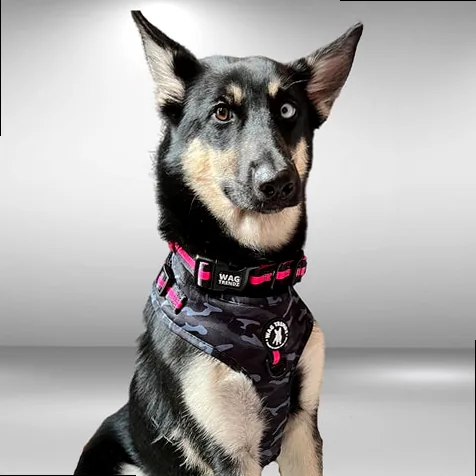 Funny German Shepherd mix rescue dog wearing a camo pink harness, looking comically serious after a zoomie session.