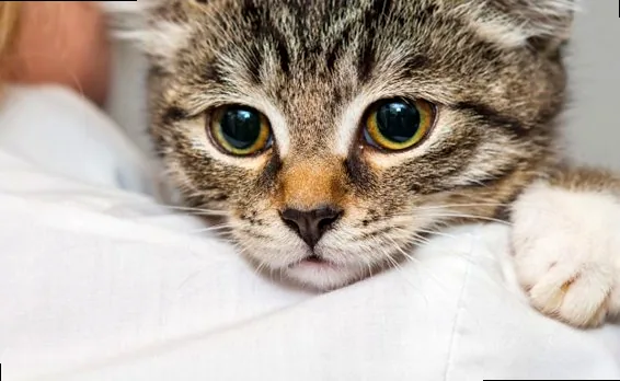 A contented cat resting peacefully, embodying the serenity of a loving home.