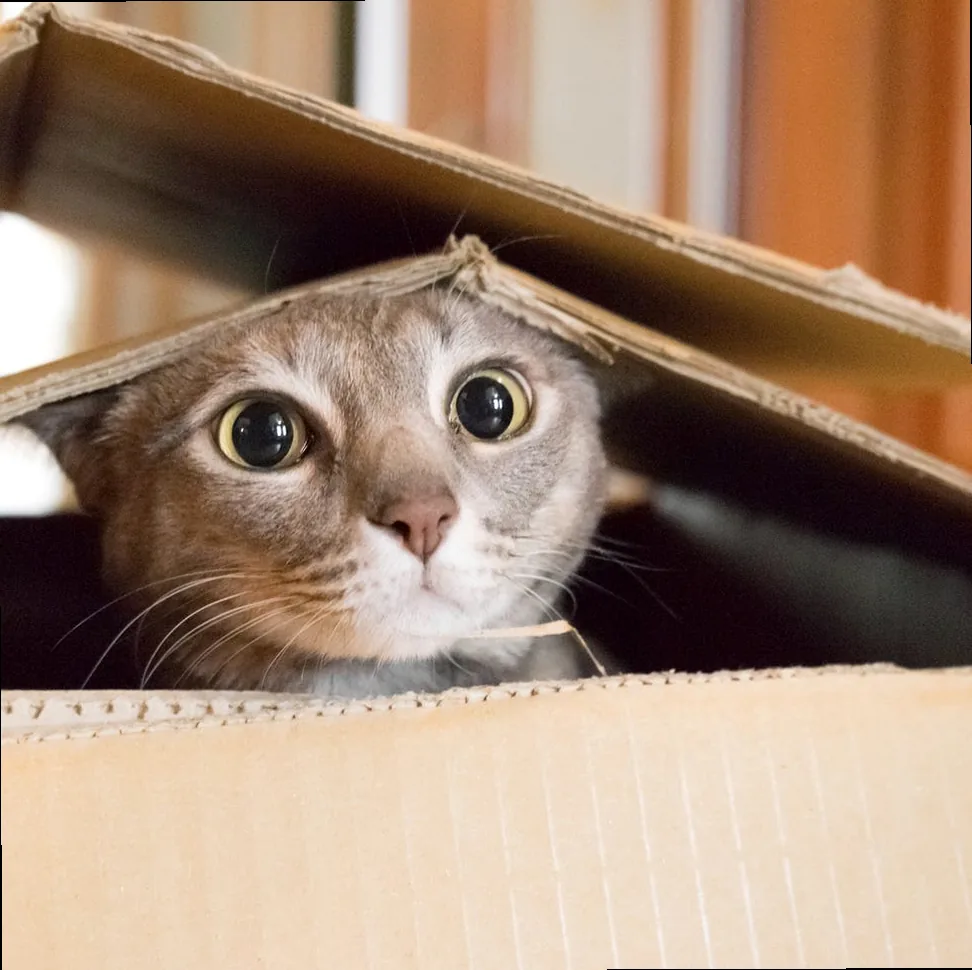 A Scottish fold cat sitting in a cardboard box looking deeply unbothered.