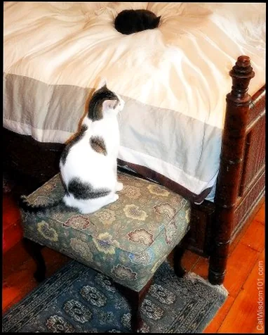 cats-step stool-bed